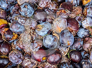 Decayed plums windfalls in the garden