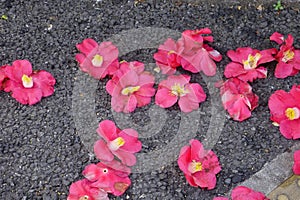 Decayed red camellia flowers