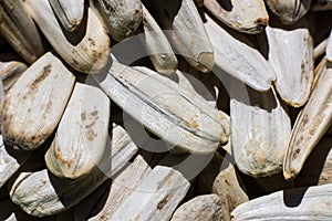 Decayed salted sunflower seeds - extreme macro