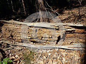 Decayed stump