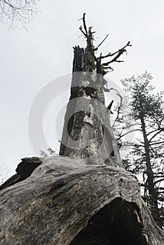 decayed tree