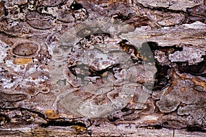 Decayed Tree Bark