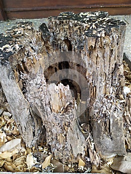 Decayed tree Stump