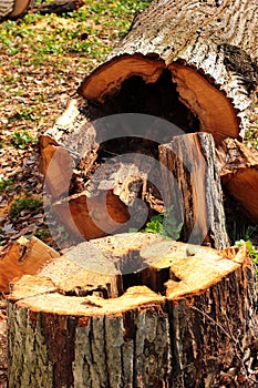 Decayed tree trunk, cut down touchwood used for timber