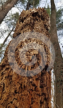 Decayed tree trunk in the forest