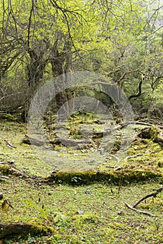 Decayed trunk with moss in forest