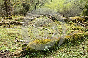 Decayed trunk with moss in forest