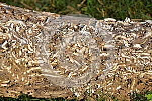 Decayed wood log