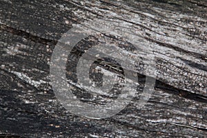Decayed wood texture