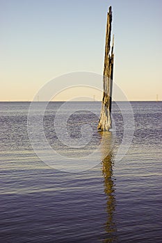 Decaying Bald Cypress Tree in a Lake