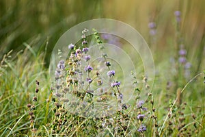 Decaying broadleaved lavender in a green field photo