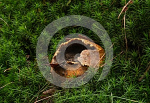 Decaying Common earthball amidst moss