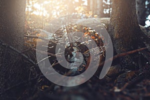 Decaying fallen tree photo