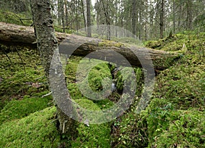 Decaying fir tree laying over a small stream in a natural untouched forest in Sweden