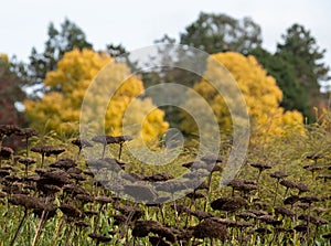 Decaying flower heads, and autumn colours and textures at RHS Hyde Hall garden in Chelmsford, Essex, UK.