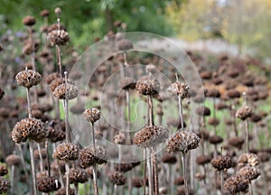 Decaying flower heads, and autumn colours and textures at RHS Hyde Hall garden in Chelmsford, Essex, UK.