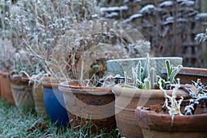 Decaying flower heads covered in frost, photographed on a cold winter`s day in a suburban garden in Pinner, UK photo