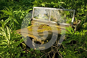 Decaying jeep partially covered in giant hogweed.