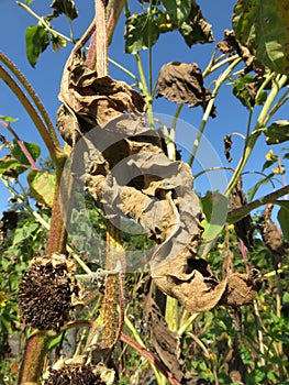 Decaying Late September Plant