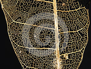 Decaying Leaf Pattern showing Fractal Geometry photo