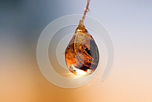 Decaying Leaf Within a Water Drop