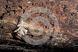 Decaying log with leaf