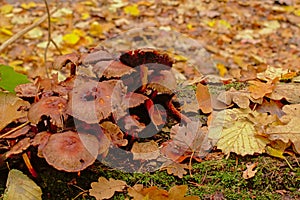 Decaying mushrooms and autumn leafs on the forest floor photo