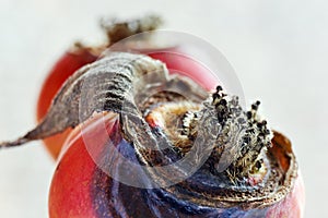 Decaying orange rose hips in winter