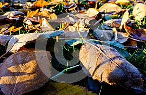 Decaying organic matter and leaves seen on a forest floor in winter.