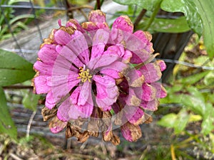 Decaying Pink Zinnia Flower in October