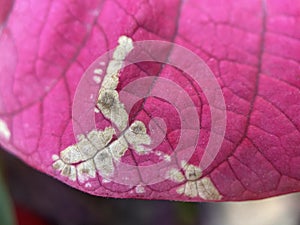 Decaying Poinsettia Plant Leaf