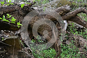 Decaying stump in the forest
