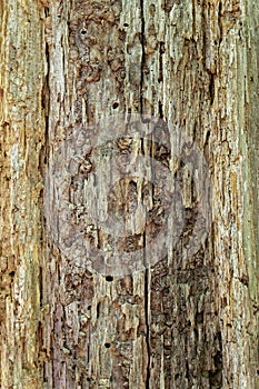 Decaying tree closeup