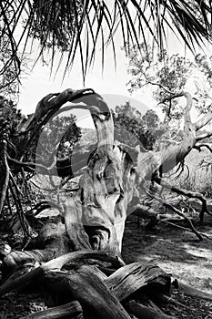 Dead tree in a swamp