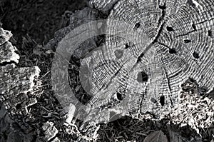 Decaying tree stump