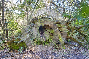 Decaying Tree Trunk