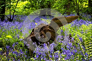 Decaying treestump protruding above the bluebells and ferns of a wildflower wood