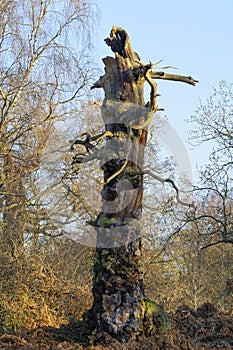 Decaying trunk of an ancient Sherwood Forest oak tree on a winter morning