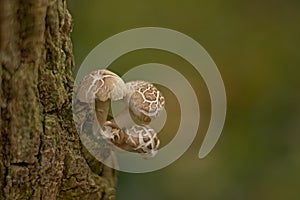 Decaying veiled oyster mushrooms growing on a tree, selective focus