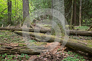 Decaying wood in natural untouched forest