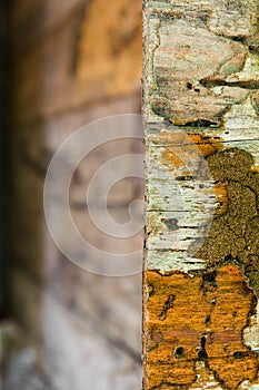 Decaying wood termites