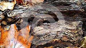 Decaying Wood From Tree Amongst Fall Leaves On Ground