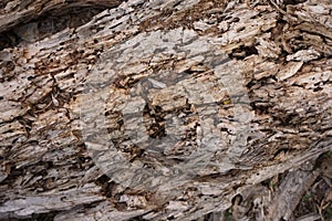 Decaying wood trunk with termite damage