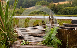 a decaying wooden pier on an overgrown pond