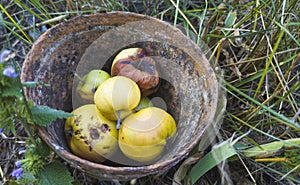 Decaying wrinkled apples in an old clay bowl