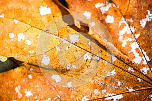 Decaying yellow maple leaf is macro