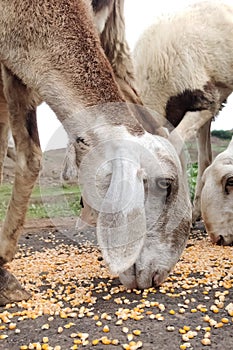 Deccani Sheep eating corn seed's.