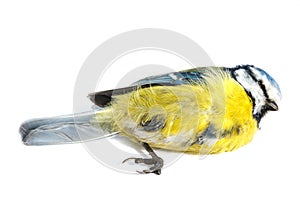 Deceased blue tit