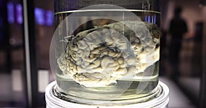 Deceased human brain in balsamic liquid in dark museum