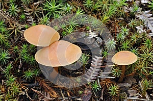 Deceiver Fungi photo